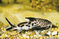 <i>Synodontis multipunctatus</i>, Tanganyikasjön