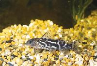 <i>Synodontis koensis</i>