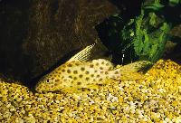 <i>Synodontis velifer</i>