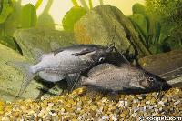 <i>Brachysynodontis batensoda</i> (par)