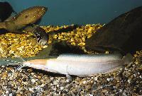 <i>Clarias batrachus</i>