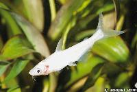 <i>Pangasius hypopthalmus</i> (albino)