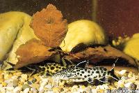 <i>Synodontis polli</i>