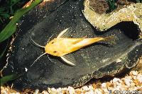 <i>Synodontis nigrita</i> (albino)