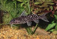 <i>Synodontis angelicus</i>