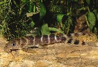 Brichard´s synodontis