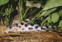 Clown-synodontis