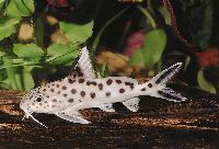 <i>Synodontis multipunctatus</i>, Tanganyikasjön