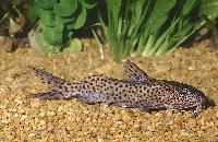 <i>Synodontis njassae</i>