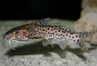 <i>Synodontis njassae</i>