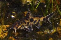 <i>Synodontis lucipinnis</i>