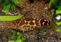 <i>Synodontis schoutendeni</i>