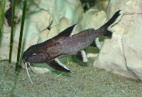 Småprickig synodontis, pyjamasmal