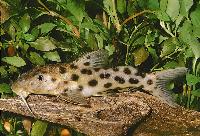 Långnosad synodontis, ögonfläcks-synodontis