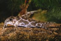 <i>Synodontis robertsi</i>