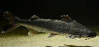 <i>Platynematichthys notatus</i>