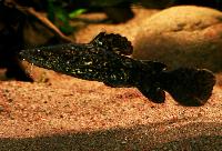 Apure jelly/orange catfish/mal, bagre tongo