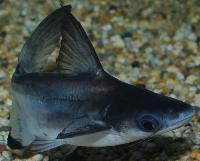 <i>Pangasius sanitwongsei</i>