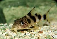 Valentiana-synodontis