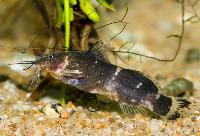 <i>Microsynodontis cf. polli</i>