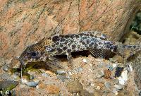 Giraffmönstrad-, leopard- och pantersynodontis