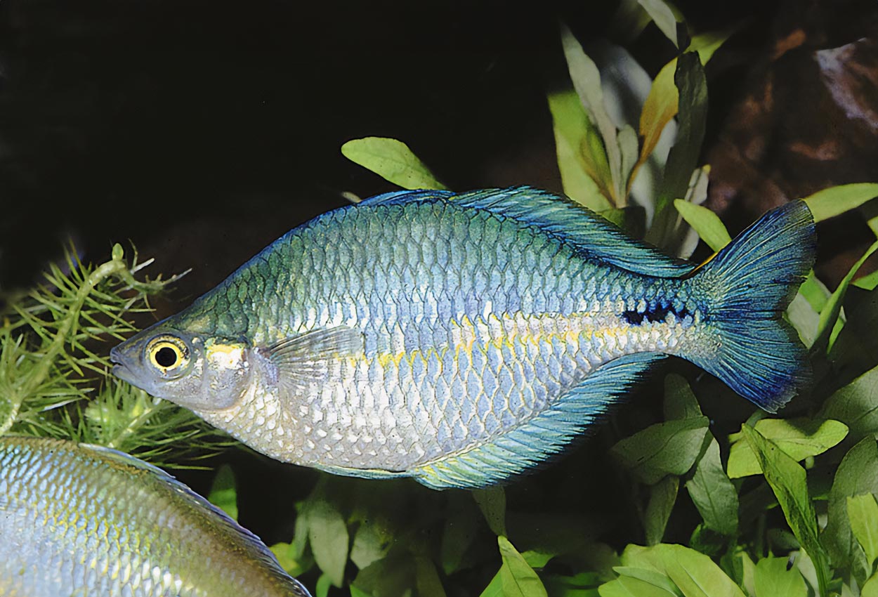 Foto på fisken Melanotaenia lacustris