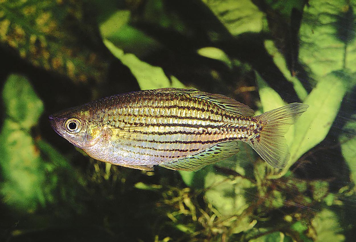 Foto på fisken Melanotaenia maccullochi