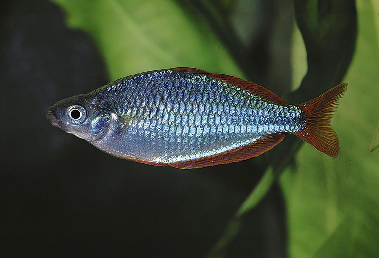 Foto på fisken Melanotaenia praecox