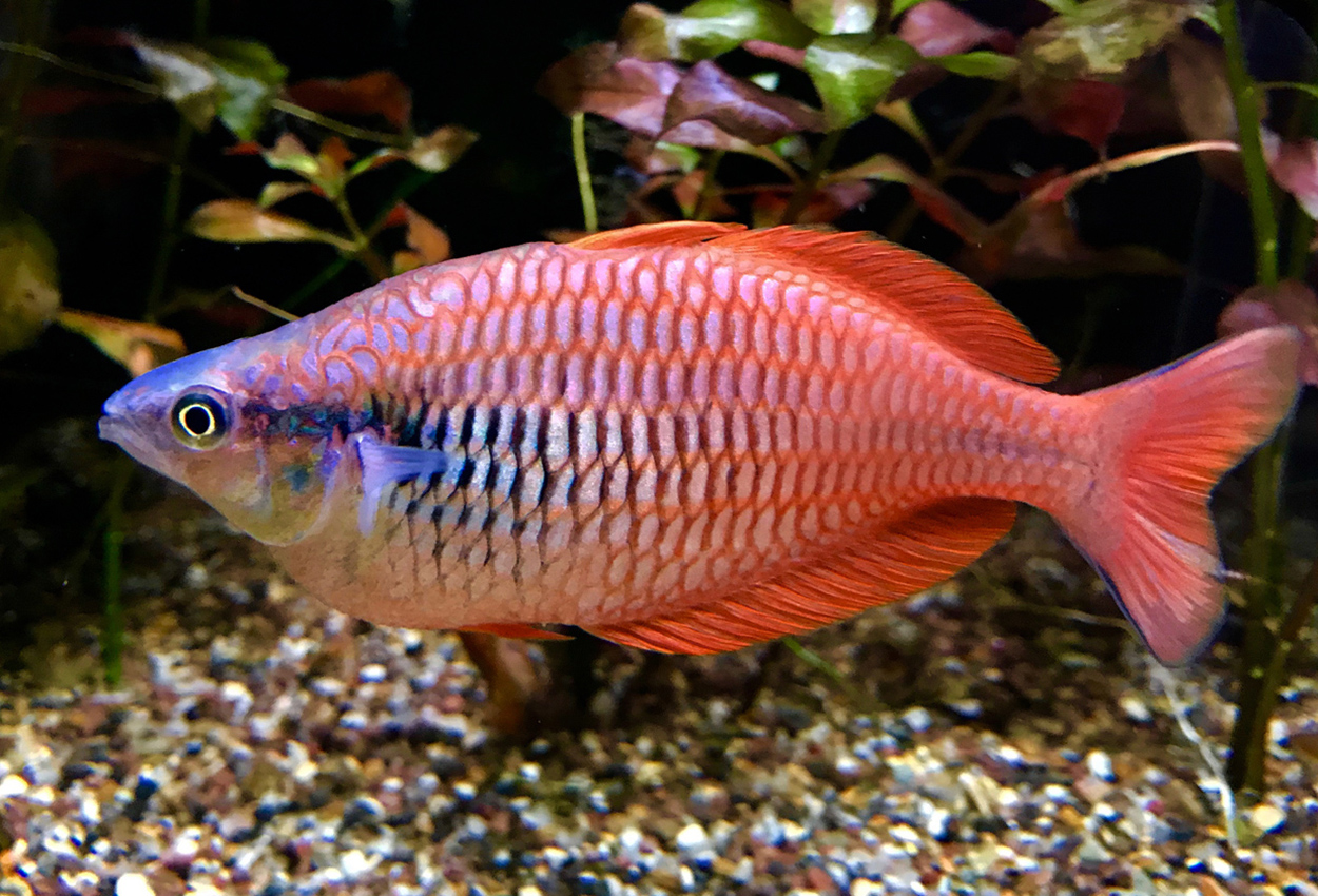 Foto på fisken Melanotaenia parva