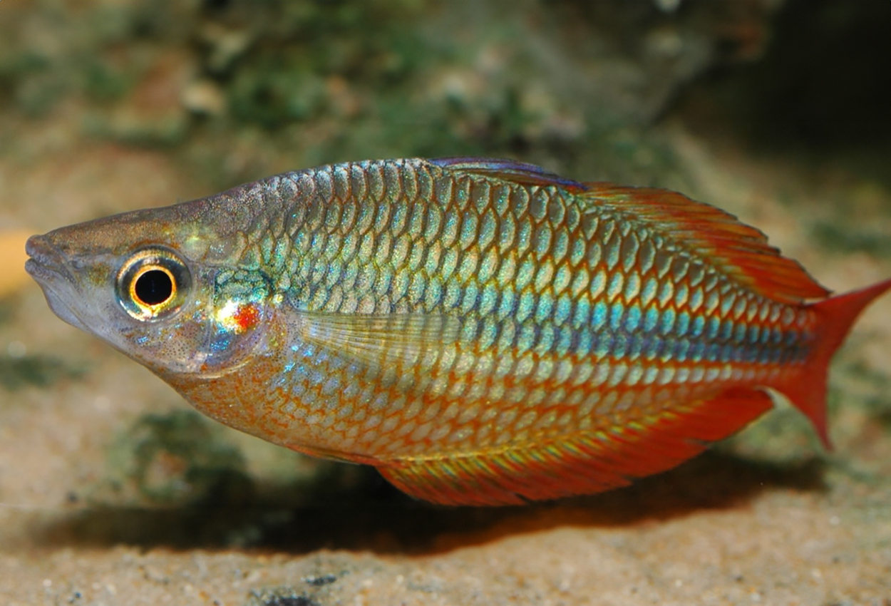Foto på fisken Melanotaenia trifasciata