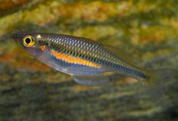 Sorongs regnbågsfisk