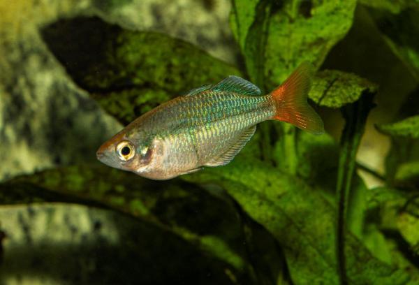 Kali Tawas regnbågsfisk