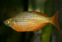 <i>Glossolepis multisquamata</i>