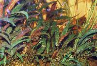 <i>Cryptocoryne affinis</i>