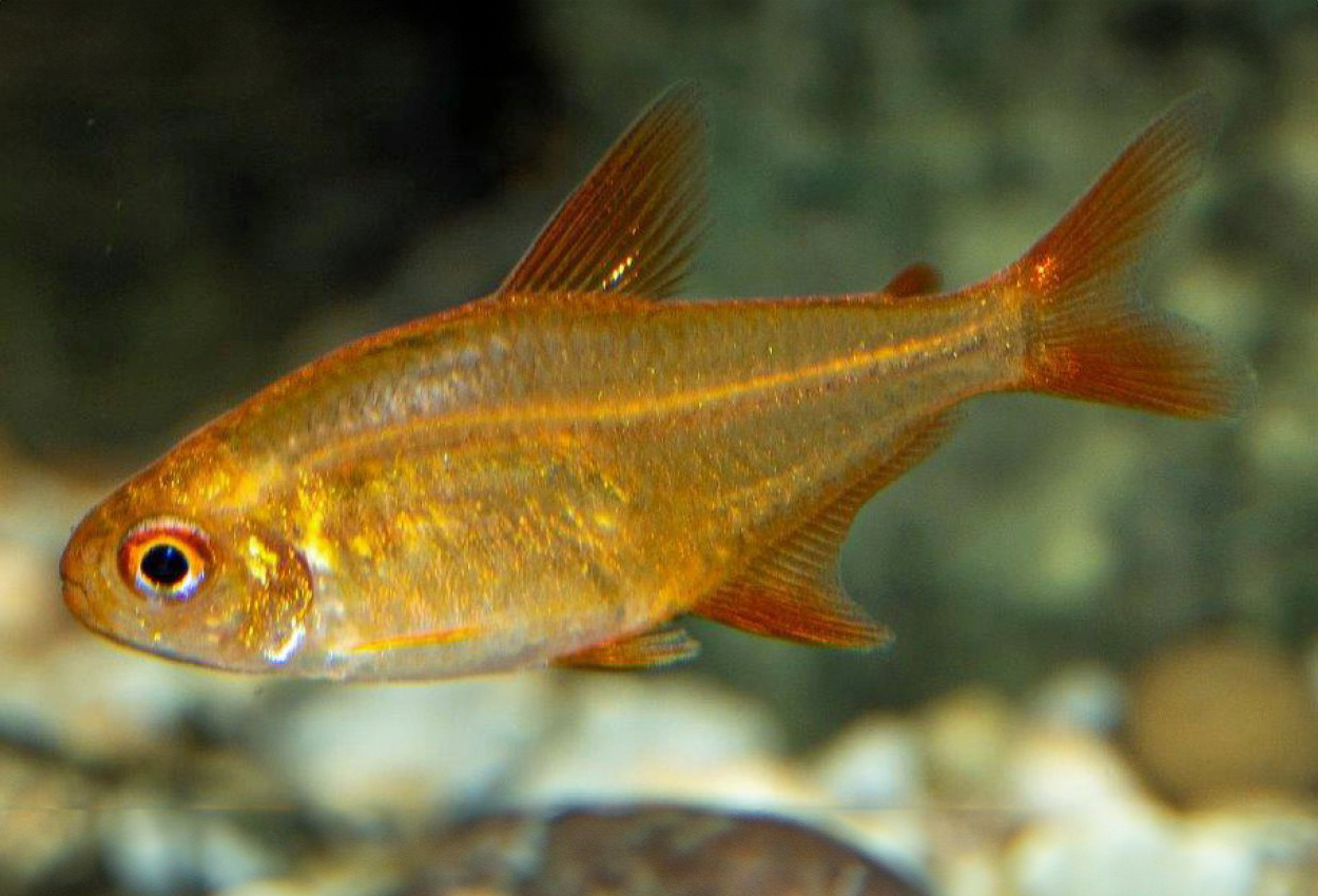 Foto på fisken Hyphessobrycon sp. 'Muzel red cherry' 