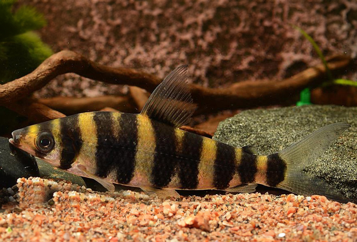 Altipinnis tigertetra