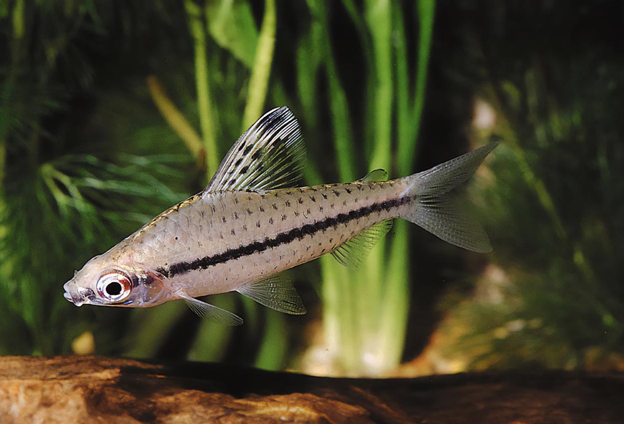 Foto på fisken Chilodus punctatus