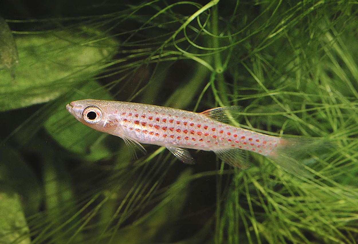 Foto på fisken Copella meinkeni