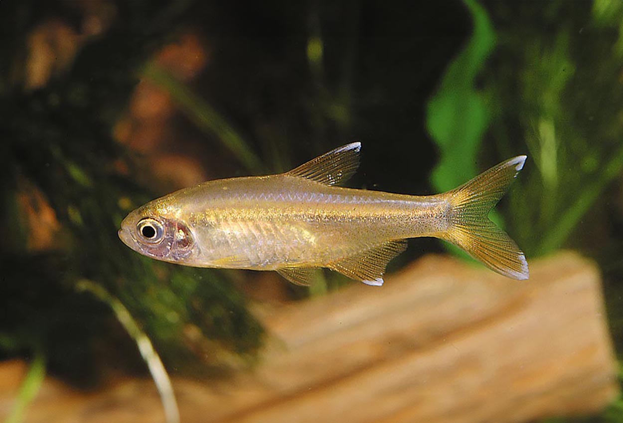 Foto på fisken Hasemania nana