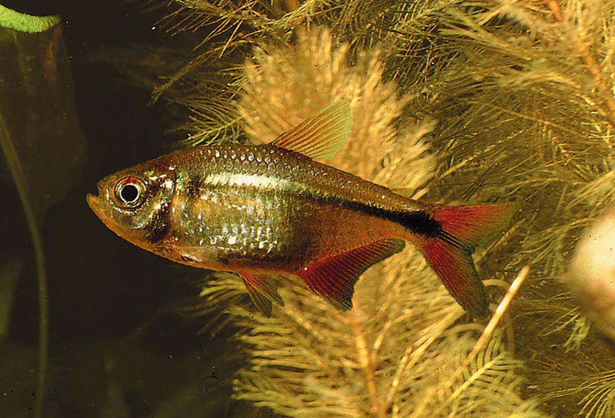 Foto på fisken Hyphessobrycon anisitsi