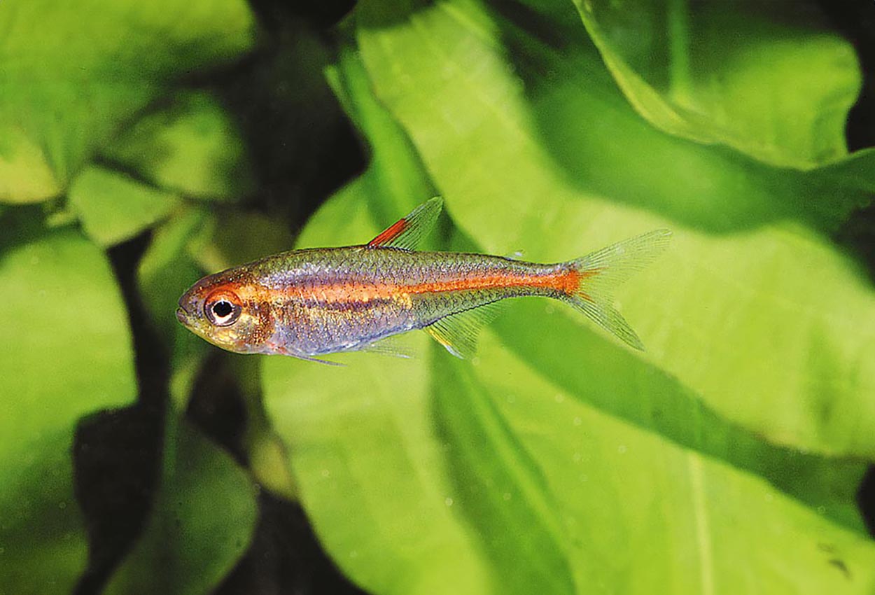 Foto på fisken Hemigrammus erythrozonus