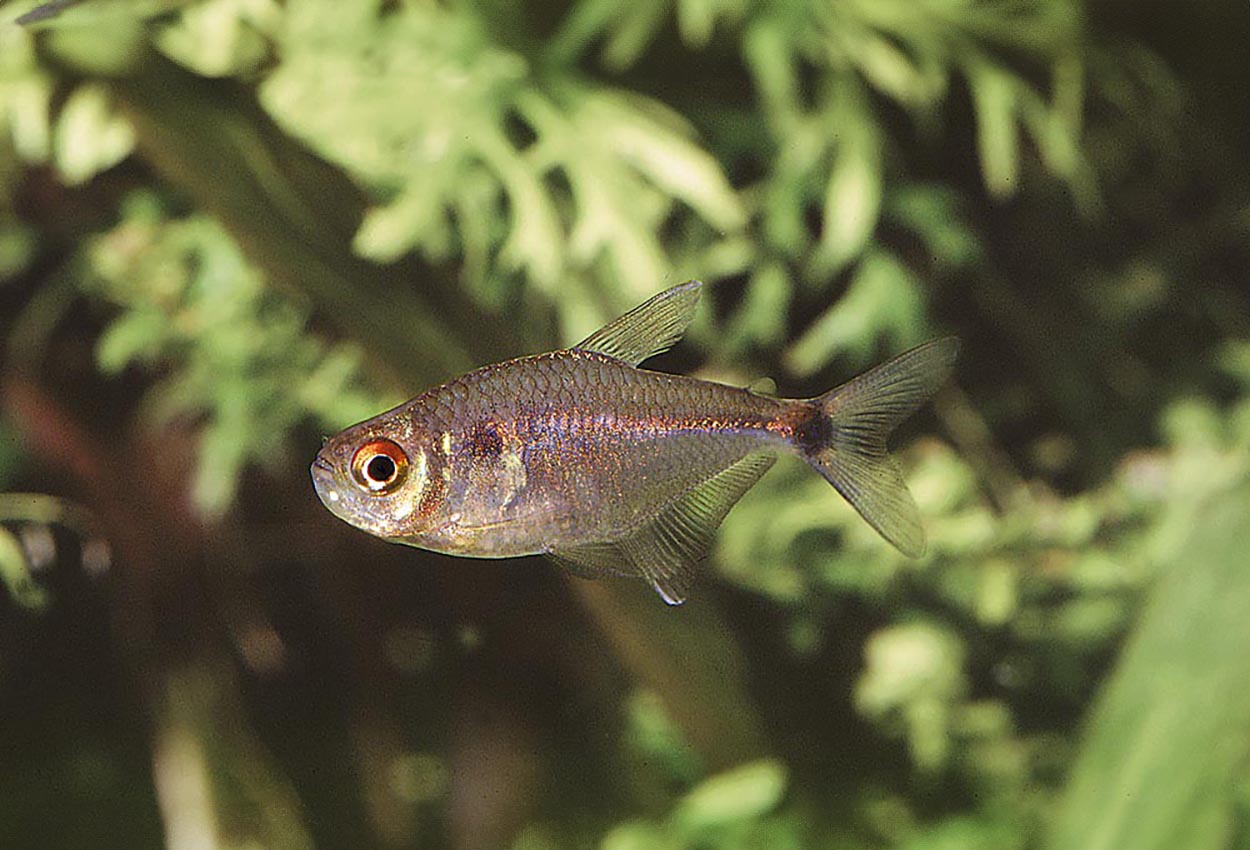 Foto på fisken Hemigrammus ocellifer