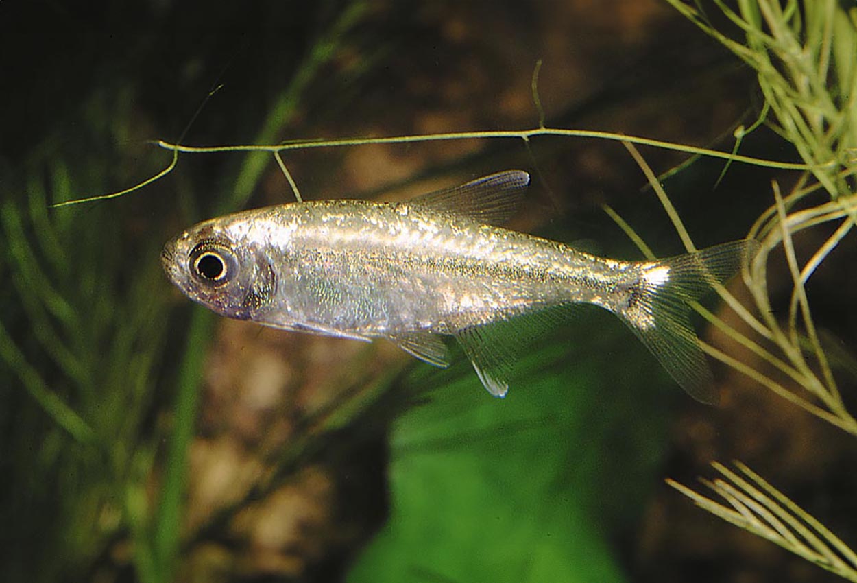 Foto på fisken Hemigrammus rodwayi