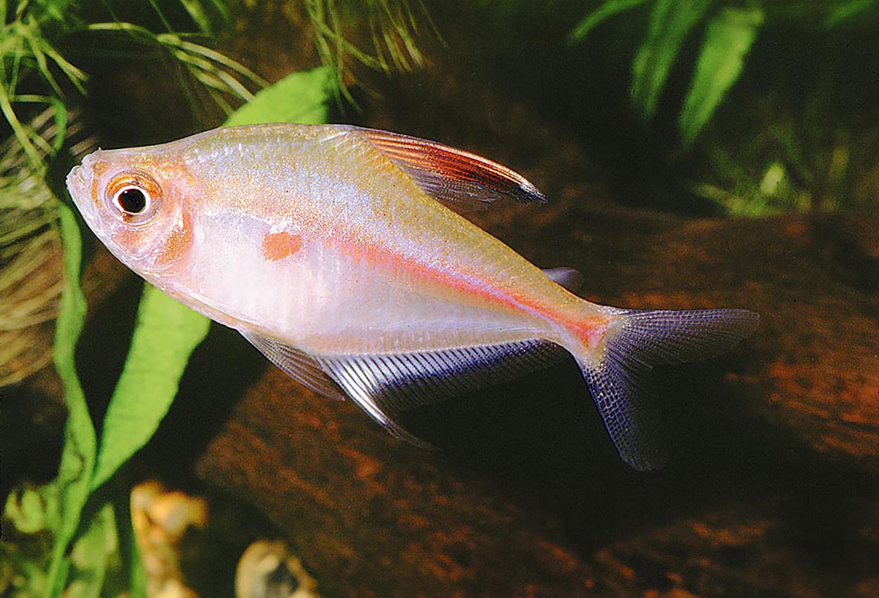 Foto på fisken Hyphessobrycon erythrostigma