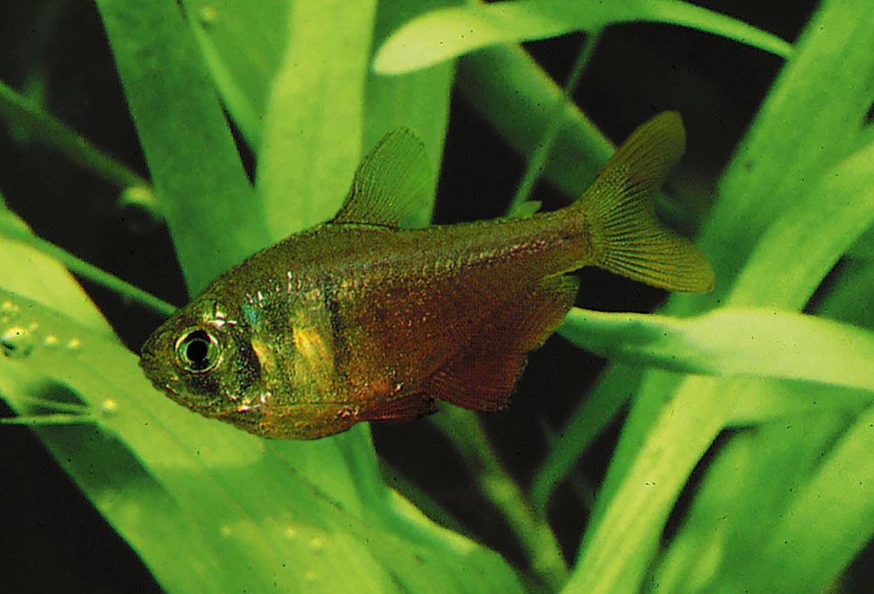 Foto på fisken Hyphessobrycon flammeus