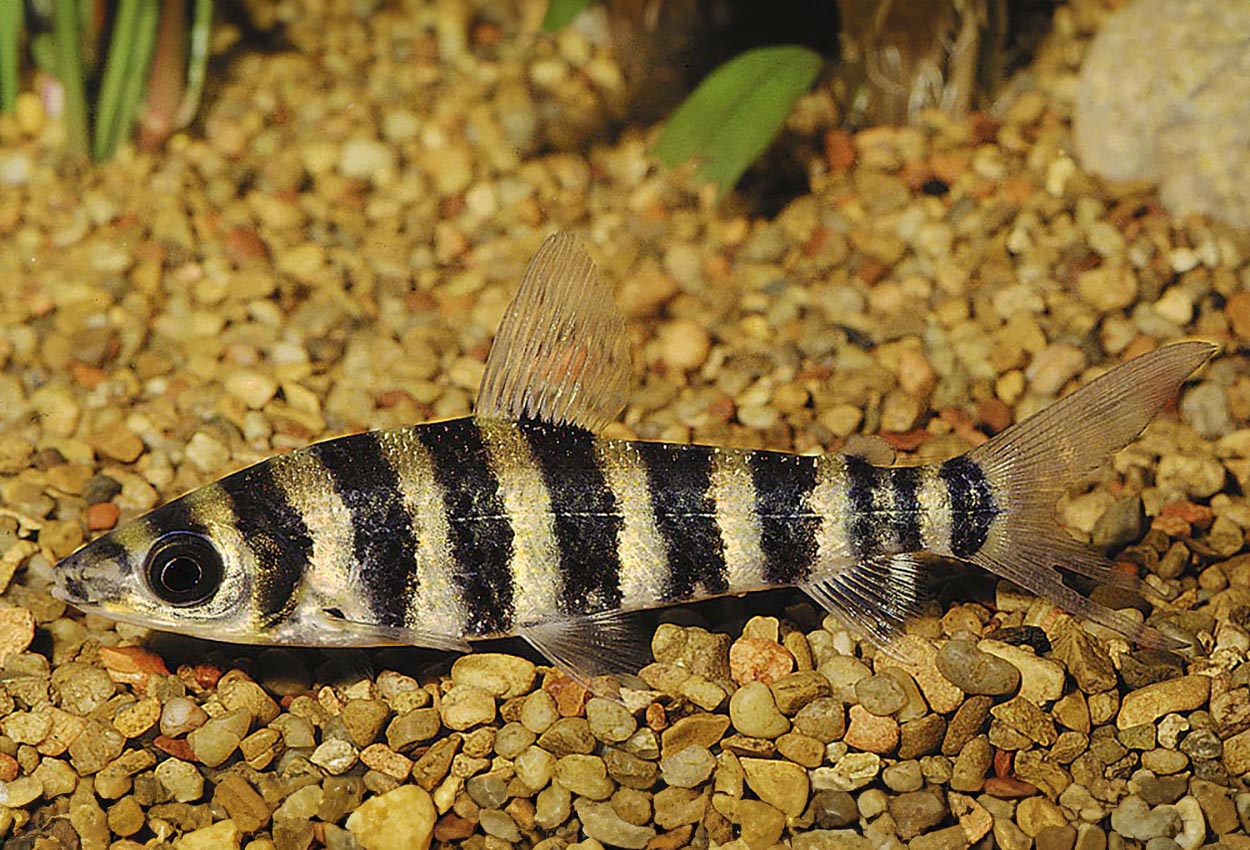 Tigerleporinus, tigertetra