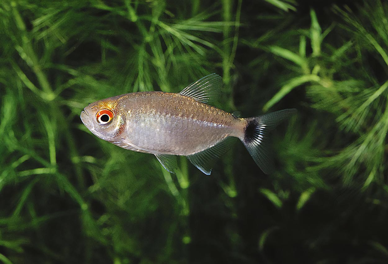 Foto på fisken Moenkhausia sanctaefilomenae