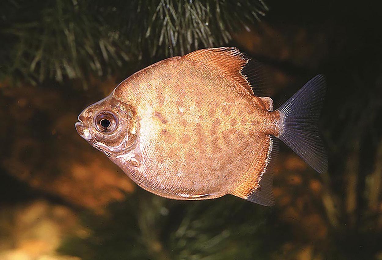 Foto på fisken Myleus pacu