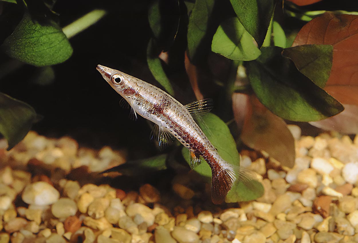 Foto på fisken Nannostomus eques