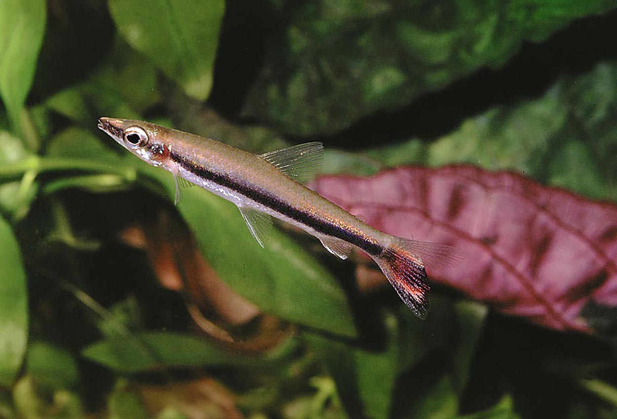 Svartbands-pennfisk, ögonfläcks-pennfisk